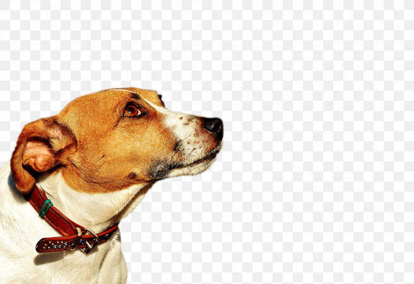 Dog Breed English Foxhound Jack Russell Terrier Parson Russell Terrier, PNG, 1920x1320px, Dog Breed, American Foxhound, Animal, Bull Terrier, Companion Dog Download Free