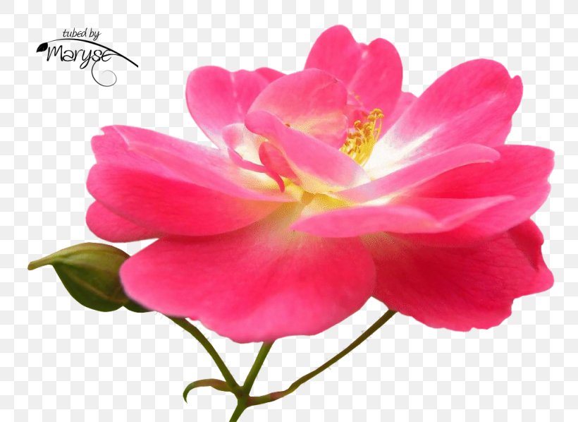 Floribunda Garden Roses Cabbage Rose French Rose Japanese Camellia, PNG, 802x598px, Floribunda, Annual Plant, Cabbage Rose, Camellia, Camellia Sasanqua Download Free