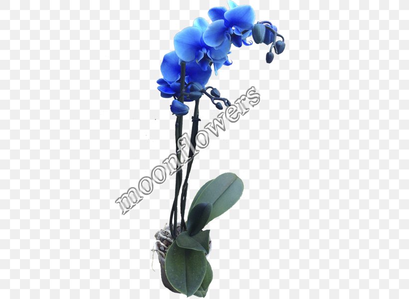 Moonflowers Moth Orchids Cut Flowers, PNG, 600x600px, Moonflowers, Artificial Flower, Blue, Cut Flowers, Floral Design Download Free