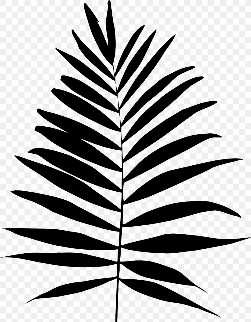 Palm Trees Plant Stem Leaf Font Line, PNG, 1874x2400px, Palm Trees, Arecales, Attalea Speciosa, Blackandwhite, Botany Download Free