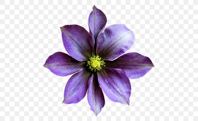 Violet Flower Desktop Wallpaper Clip Art, PNG, 500x500px, Violet, Blue, Clematis, Color, Flower Download Free