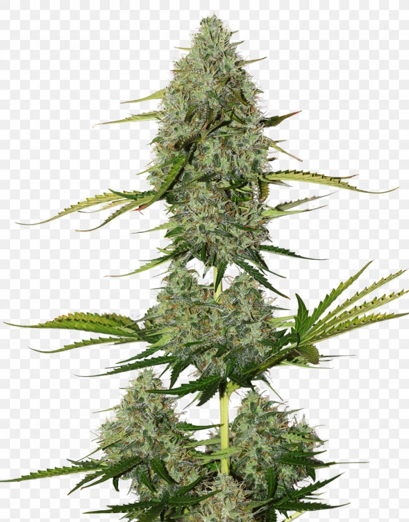 Autoflowering Cannabis Seed White Widow Cannabis Sativa, PNG, 1000x1278px, Autoflowering Cannabis, Cannabidiol, Cannabis, Cannabis Sativa, Cargo Download Free