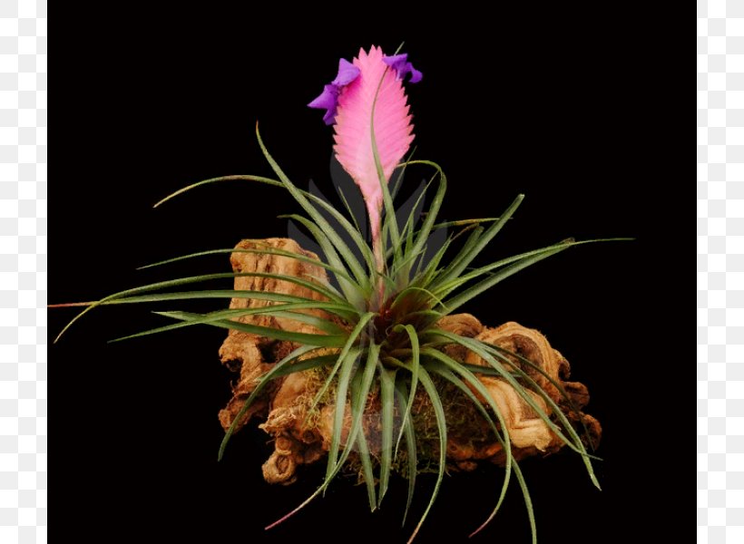 Bromeliads Pink Quill Flower Tillandsia Stricta Orchids, PNG, 800x600px, Bromeliads, Dendrobium, Doritaenopsis, Flora, Flower Download Free