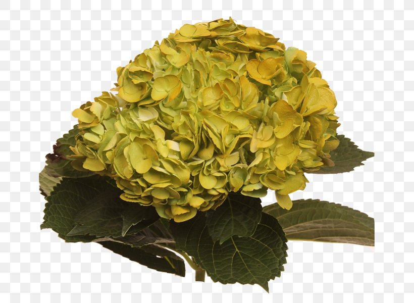 Hydrangea Flowers Gallery Yellow Red Cut Flowers, PNG, 666x600px, Hydrangea, Amethyst, Art Museum, Cornales, Cut Flowers Download Free