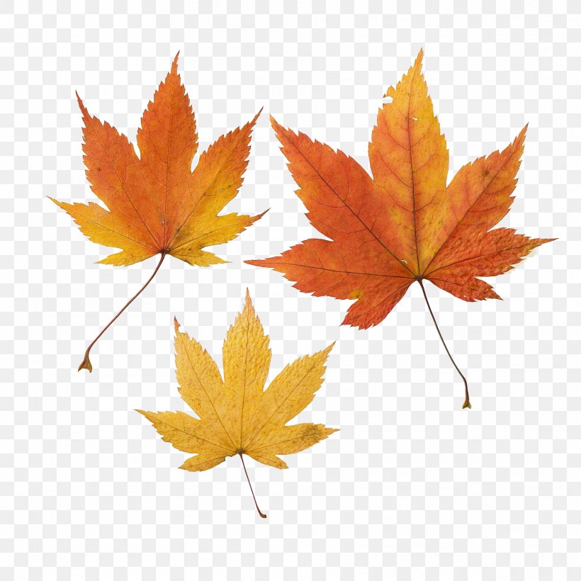 Maple Leaf Autumn Leaf Color, PNG, 1868x1870px, Leaf, Autumn, Autumn Leaf Color, Green, Maple Download Free