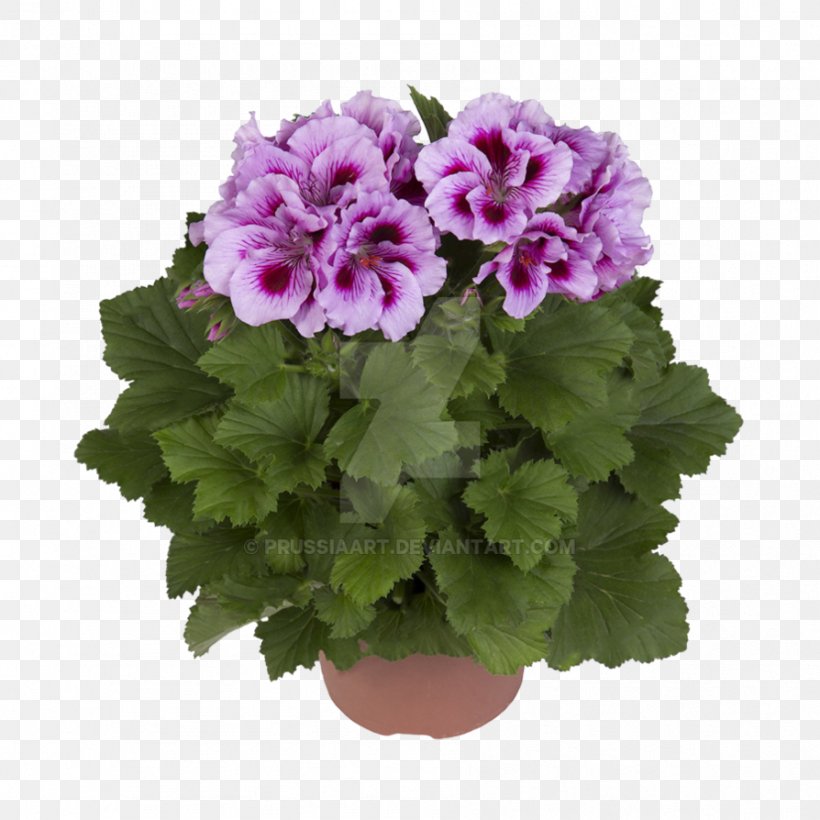 Regal Pelargonium Garden Geranium Flower Plant Seed, PNG, 894x894px, Regal Pelargonium, Annual Plant, Flower, Flowering Plant, Flowerpot Download Free