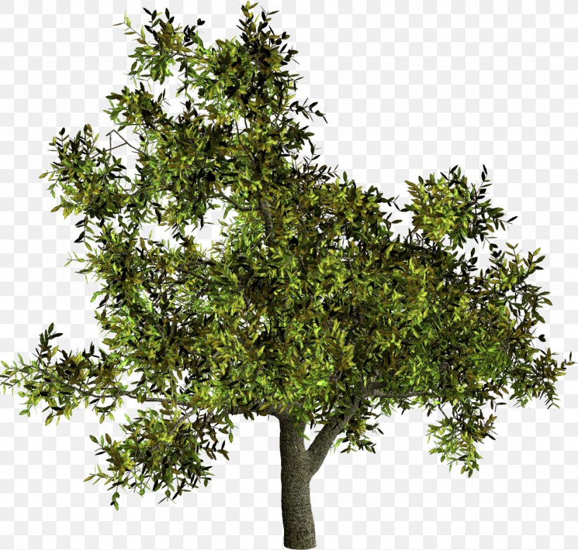 Tree Shrub Woody Plant French Lavender, PNG, 987x941px, Tree, Branch, Email, Evergreen, French Lavender Download Free