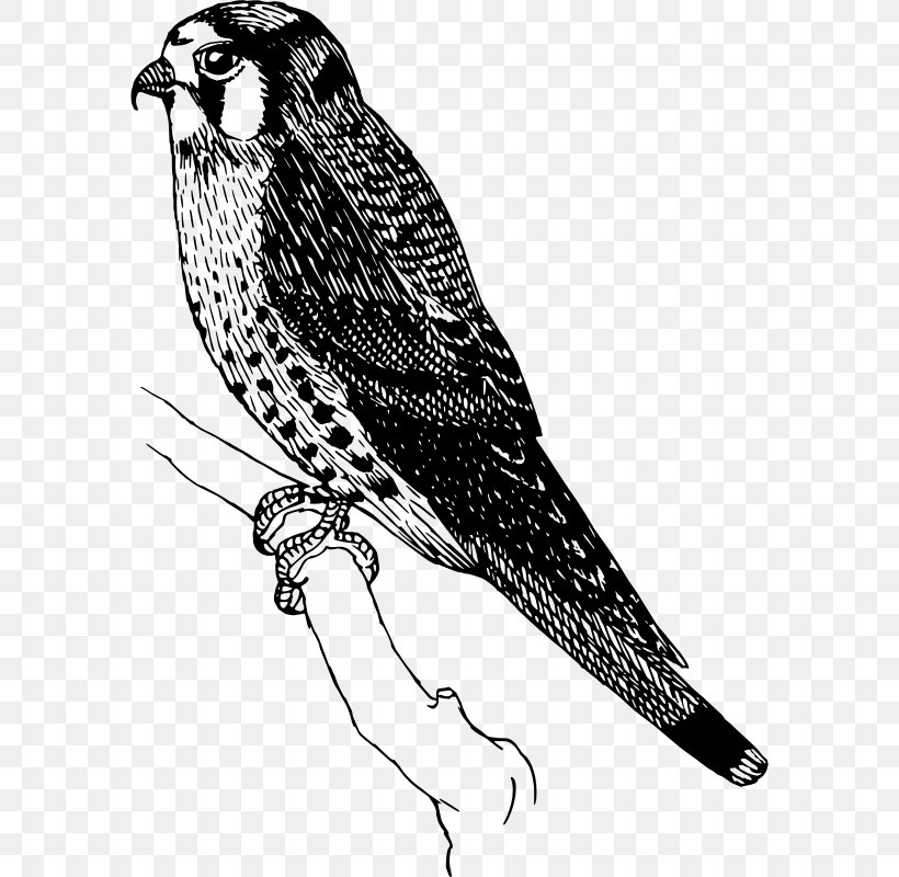 Bird Clip Art, PNG, 582x800px, Bird, Beak, Bird Of Prey, Black And White, Blog Download Free