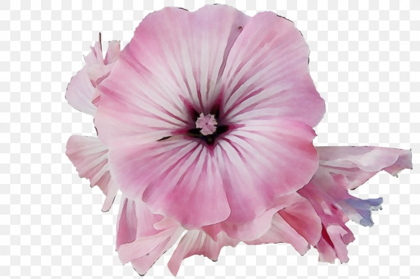Petal Pink Flower Plant Petunia, PNG, 1024x683px, Watercolor, Flower, Geranium, Morning Glory, Paint Download Free