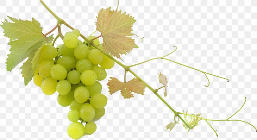 Wine Grape Trebbiano Balsamic Vinegar Fruit Salad, PNG, 1200x654px, Wine, Balsamic Vinegar, Branch, Common Grape Vine, Food Download Free