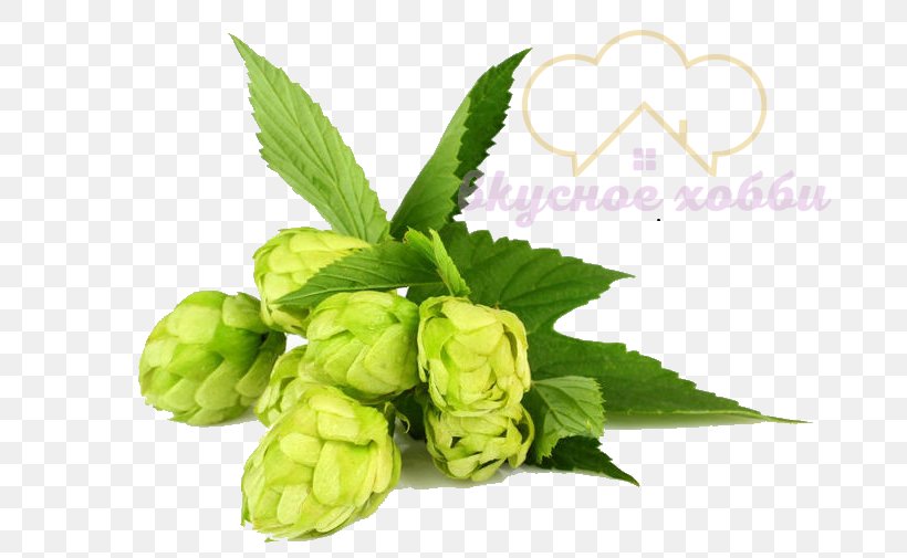 Beer Brewing Grains & Malts Beer Brewing Grains & Malts Hops Whiskey, PNG, 700x505px, Beer, Beer Brewing Grains Malts, Brewery, Cereal, Common Hop Download Free