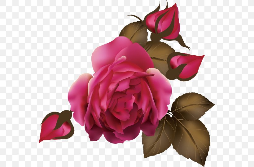 Flores (Flowers) Rose Euclidean Vector, PNG, 569x540px, Flores Flowers, Cut Flowers, Designer, Floral Design, Floribunda Download Free