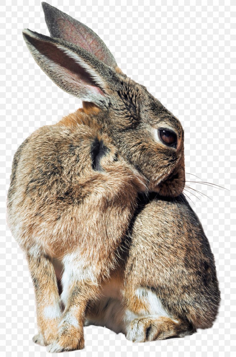 Hare Domestic Rabbit Cottontail Rabbit Rabbit-proof Fence, PNG, 1799x2720px, Hare, Animal, Cottontail Rabbit, Domestic Rabbit, Fauna Download Free