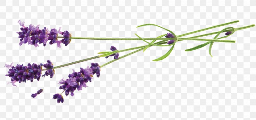 Lavender Flower Stock Photography Plant, PNG, 3333x1575px, Lavender, Body Jewelry, Branch, Flora, Flower Download Free