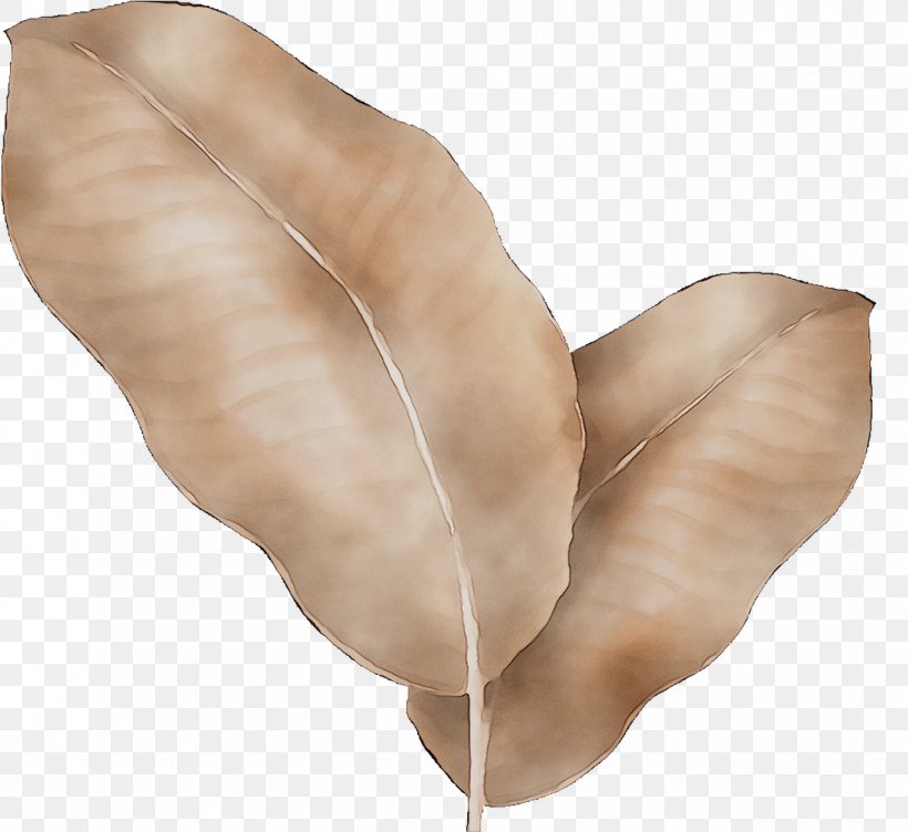 Neck, PNG, 1275x1170px, Neck, Beige, Leaf, Muscle, Plant Download Free