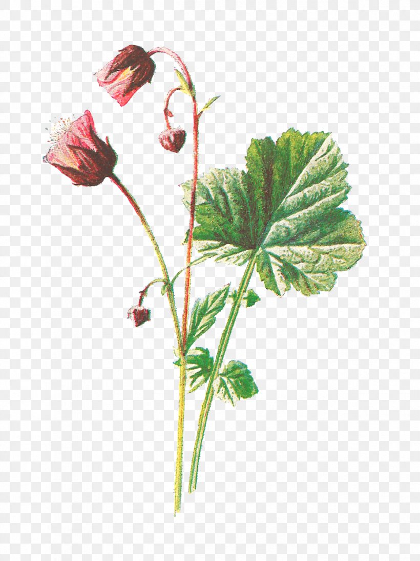 Geum Rivale Familiar Wild Flowers Plant, PNG, 1199x1600px, Geum Rivale, Avens, Botanical Illustration, Botany, Drawing Download Free