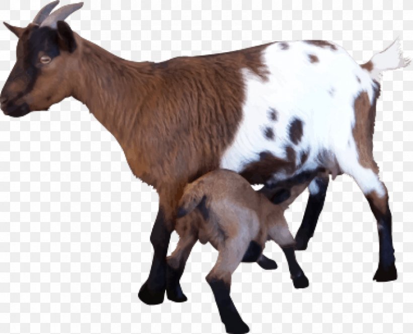 Goat Sheep Image Clip Art, PNG, 850x687px, Goat, Cattle Like Mammal, Cow Goat Family, Data, Display Resolution Download Free