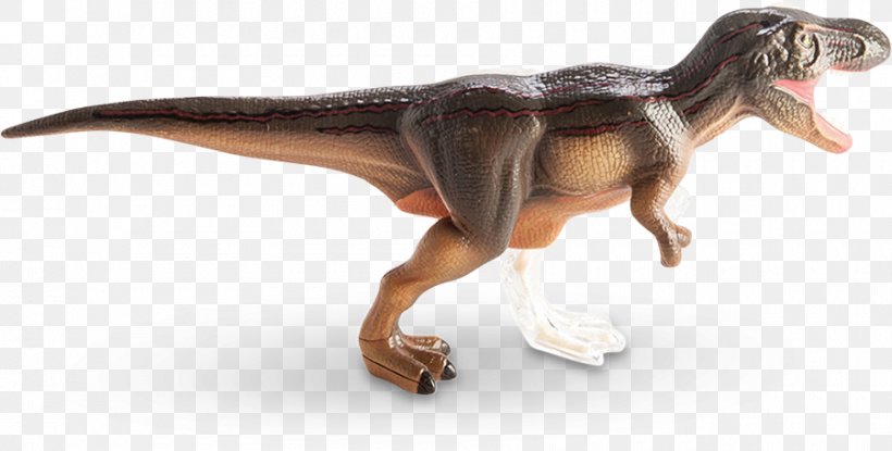 Tyrannosaurus Human Anatomy Dinosaur Sue, PNG, 900x456px, Tyrannosaurus, Anatomy, Animal, Animal Figure, Description Download Free