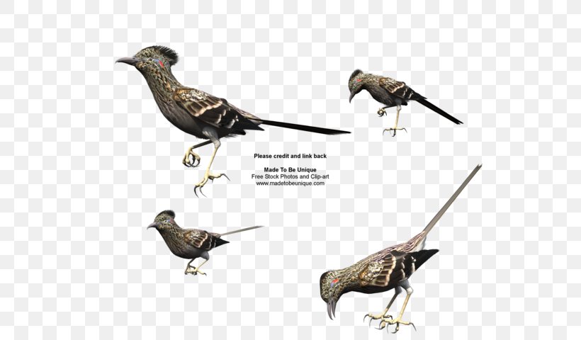 Bird Woodpecker Beak Greater Roadrunner Wile E. Coyote And The Road Runner, PNG, 600x480px, Bird, All About Birds, Beak, Black Woodpecker, Coyote Download Free