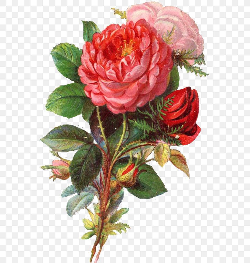 Garden Roses Cabbage Rose Cut Flowers Floral Design Floribunda, PNG, 557x860px, Garden Roses, Artificial Flower, Basket, Cabbage Rose, Cut Flowers Download Free