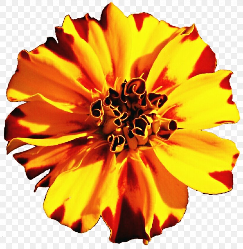 Mexican Marigold Flower Tagetes Lucida Annual Plant Clip Art, PNG, 1024x1049px, Mexican Marigold, Annual Plant, Calendula, Common Sunflower, Cut Flowers Download Free