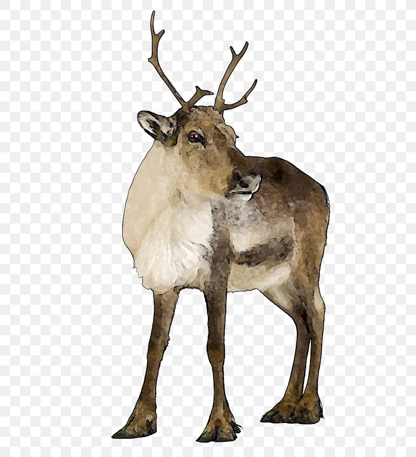Reindeer Stock Photography Lemur Clip Art, PNG, 592x900px, Reindeer, Animal, Antler, Christmas, Deer Download Free