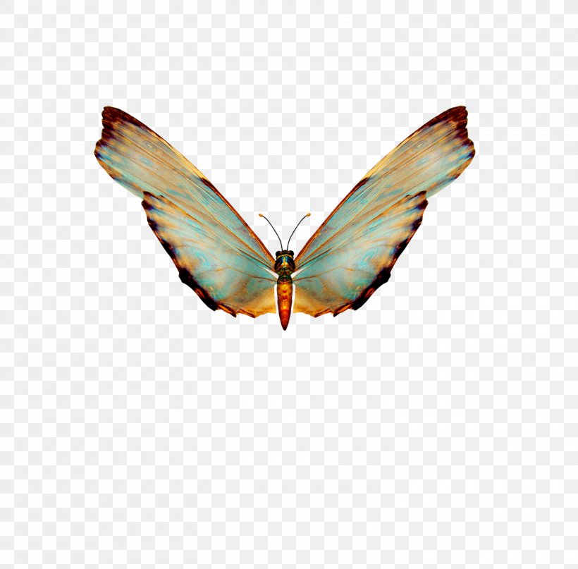 Butterfly Clip Art, PNG, 3000x2953px, Butterfly, Brush Footed Butterfly, Butterflies And Moths, Coreldraw, Insect Download Free