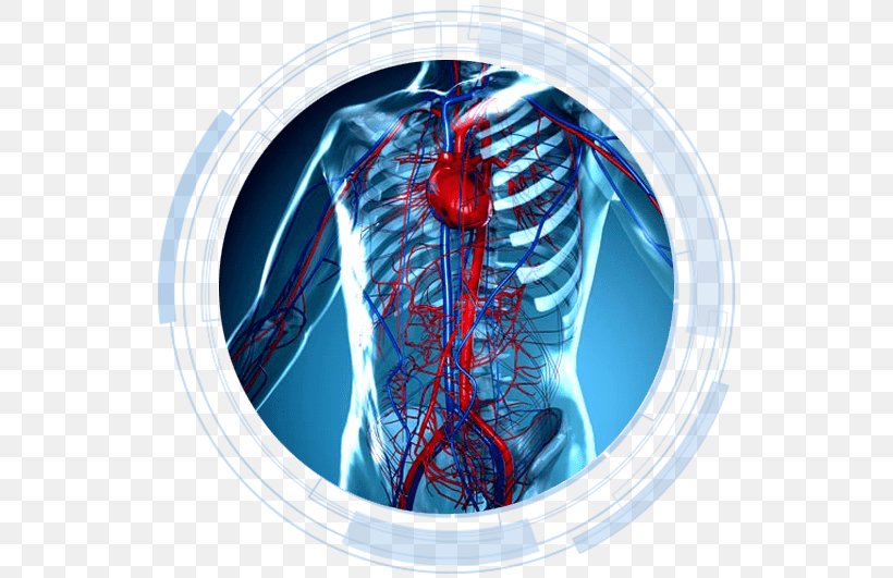 Circulatory System Heart Anatomy Human Body Cardiovascular Disease, PNG, 531x531px, Circulatory System, Anatomy, Blood, Cardiac Muscle, Cardiology Download Free