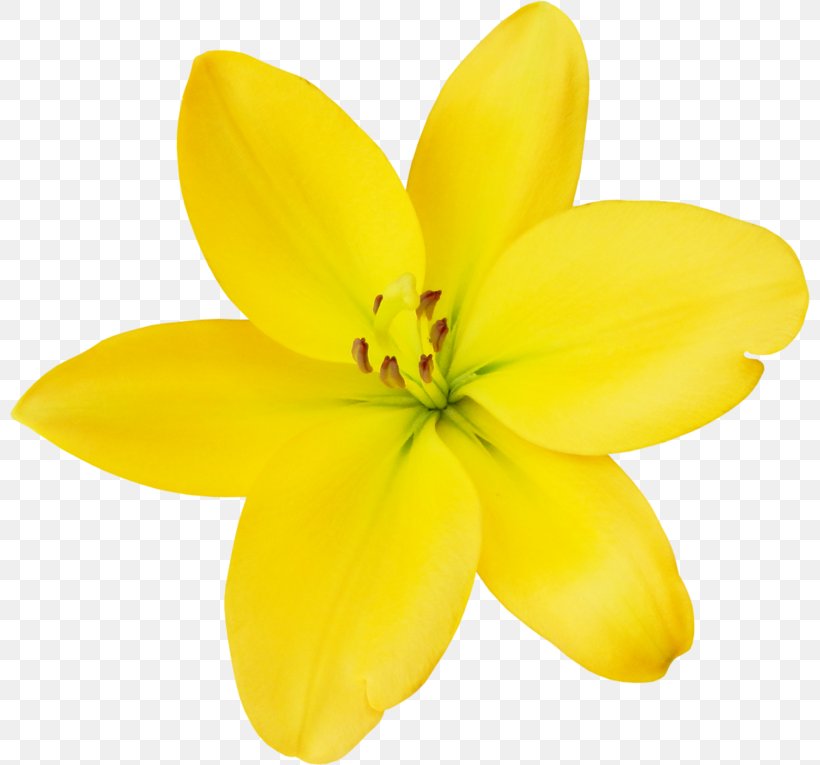 Cut Flowers Petal Herbaceous Plant, PNG, 800x765px, Cut Flowers, Flower, Flowering Plant, Herbaceous Plant, Lily Download Free