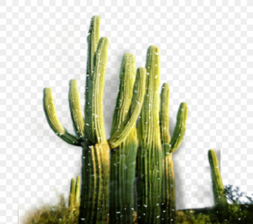 San Pedro Cactus Cactaceae Desert, PNG, 934x827px, San Pedro Cactus, Cactaceae, Cactus, Caryophyllales, Desert Download Free