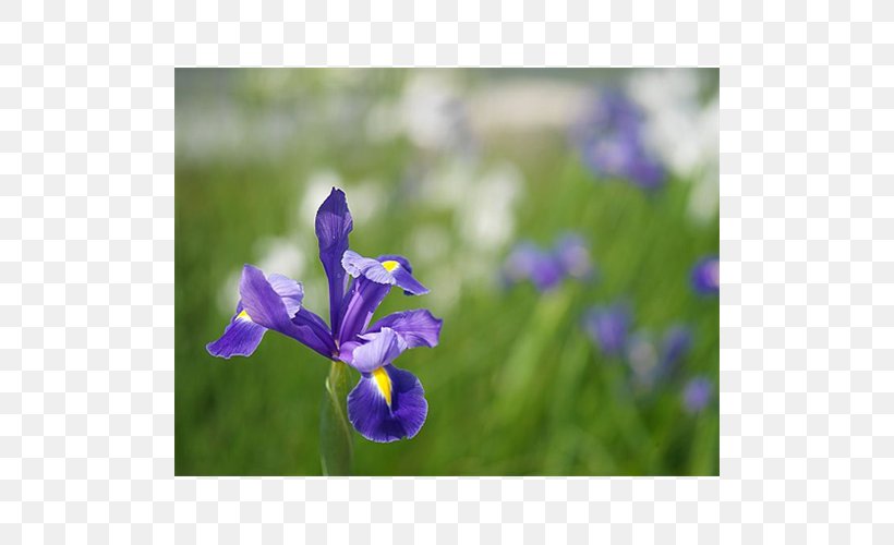 Summer Bulbs Spring Bulbs Iris × Hollandica Flower, PNG, 500x500px, Summer Bulbs, Bellflower Family, Bird Of Paradise Flower, Blue, Bluebonnet Download Free