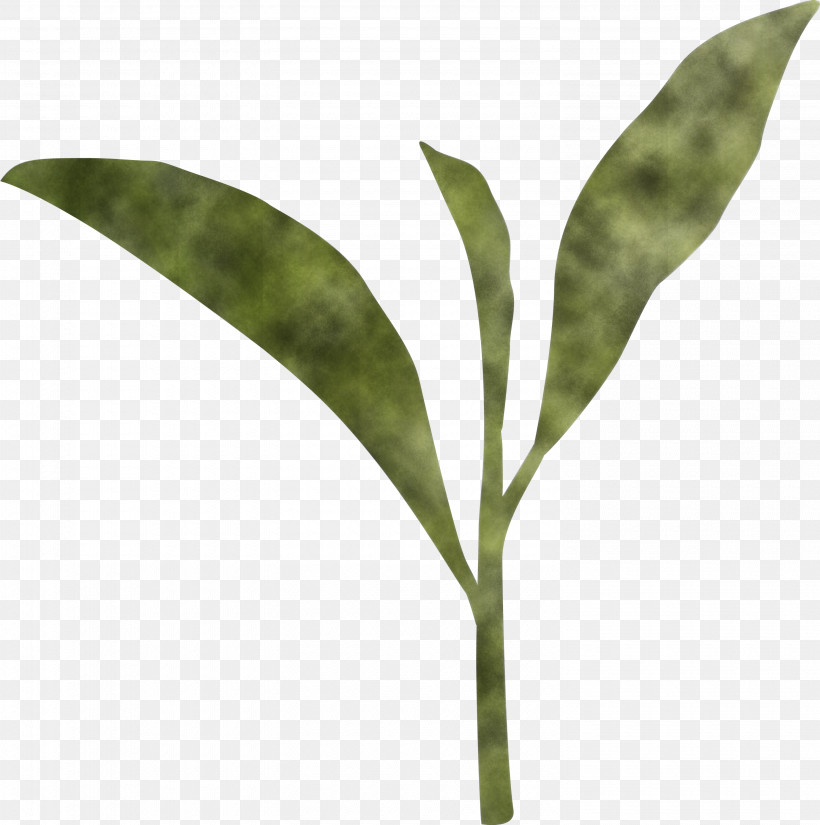 Tea Leaves Leaf Spring, PNG, 2980x3000px, Tea Leaves, Anthurium, Eucalyptus, Flower, Leaf Download Free