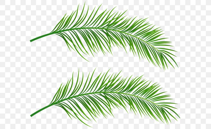 Asian Palmyra Palm Clip Art Palm Trees Leaf, PNG, 600x500px, Asian Palmyra Palm, Arecales, Borassus, Borassus Flabellifer, Branch Download Free