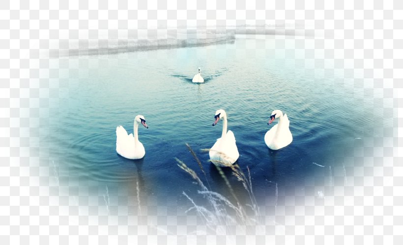 Desktop Wallpaper Mute Swan Duck Bird Cygnini, PNG, 800x500px, Mute Swan, Animal, Bird, Computer, Cygnini Download Free