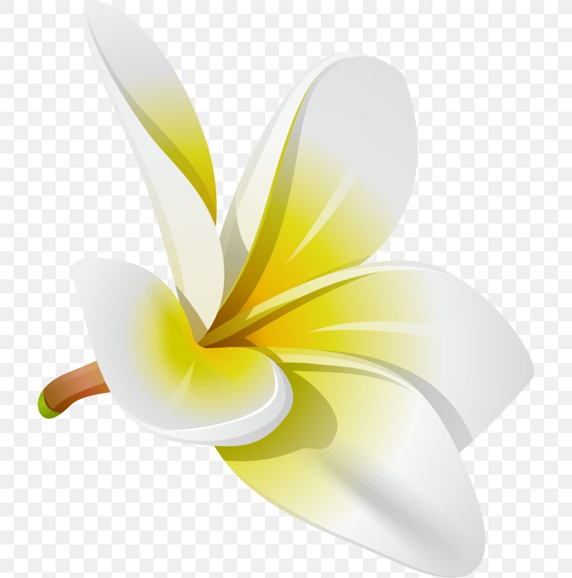 Frangipani Royalty-free Clip Art, PNG, 712x828px, Frangipani, Flower, Flowering Plant, Illustrator, Petal Download Free