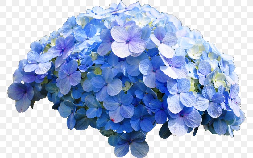 French Hydrangea Cut Flowers, PNG, 772x515px, French Hydrangea, Annual Plant, Blue, Cornales, Cut Flowers Download Free