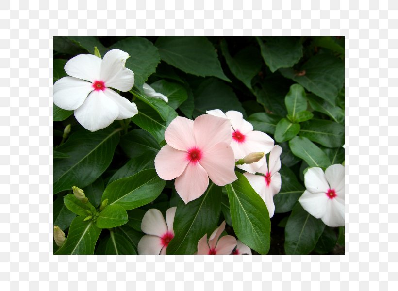 Impatiens Balsamina Houseplant Garden, PNG, 600x600px, Impatiens, Annual Plant, Busy Lizzie, Flower, Flowering Plant Download Free