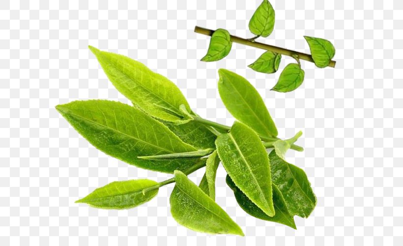 Japanese Camellia Green Tea Camellia Sinensis Plant, PNG, 600x500px, Japanese Camellia, Branch, Camellia, Camellia Sinensis, Cultivar Download Free