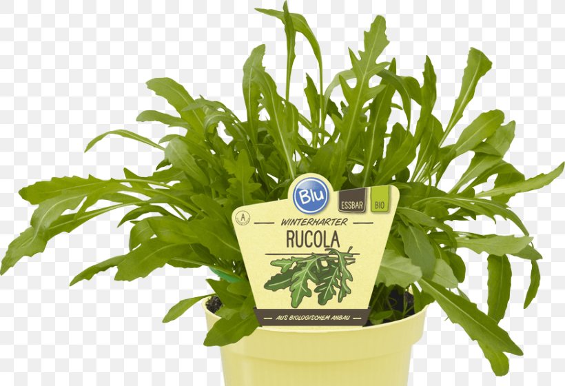 Leaf Vegetable Organic Food Herb Parsley, PNG, 870x595px, Leaf Vegetable, Arugula, Fines Herbes, Flavor, Flowerpot Download Free