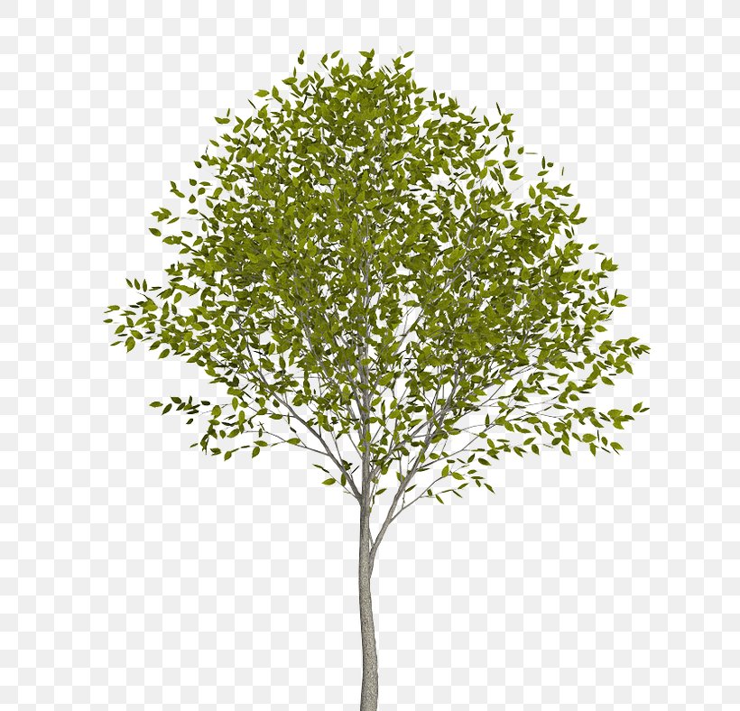 Populus Nigra Tree Twig European Aspen, PNG, 788x788px, Populus Nigra, Branch, Cottonwood, Drawing, European Aspen Download Free