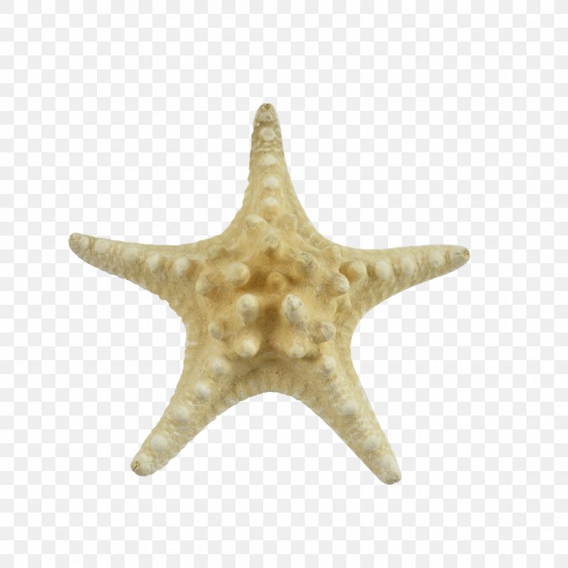 Starfish Marine Invertebrates Echinoderm Sea, PNG, 1100x1100px, Starfish, Animal, Biology, Echinoderm, Invertebrate Download Free