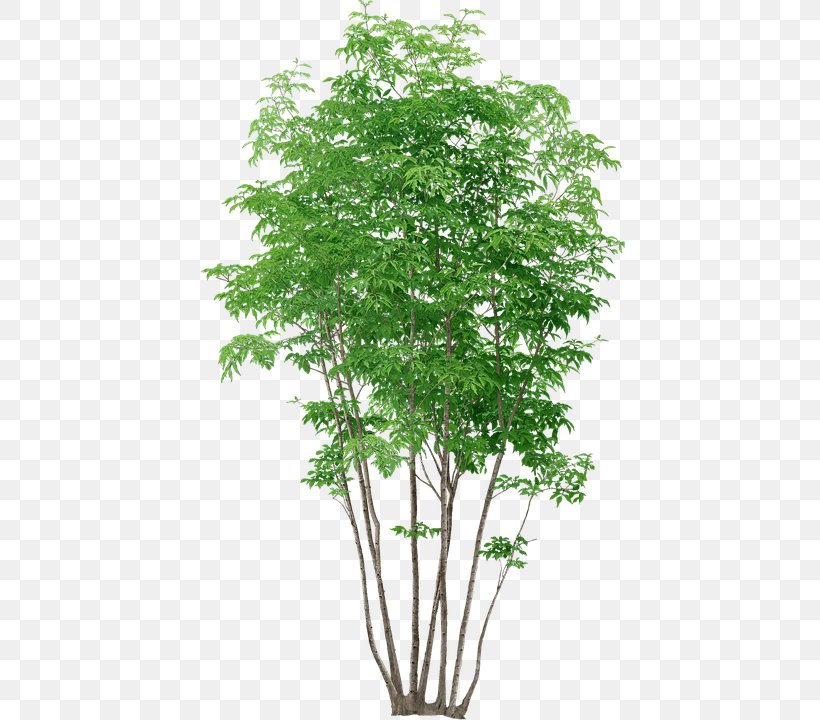 Tree Plant, PNG, 460x720px, 3d Computer Graphics, Tree, Branch, Evergreen, Fir Download Free