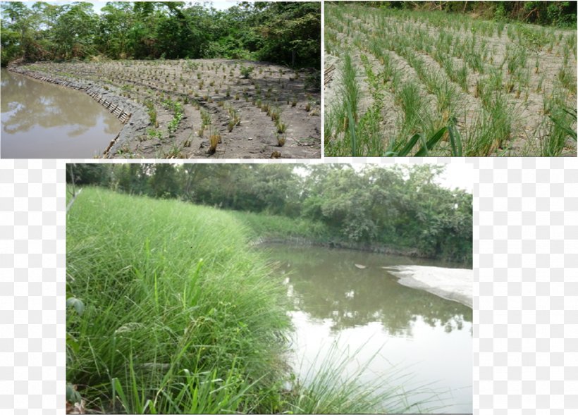 Vetiver Vegetation Erosion Surface Runoff Water Resources, PNG, 1464x1053px, Vetiver, Agriculture, Bank, Bog, Chrysopogon Download Free