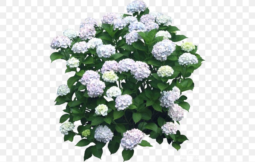 French Hydrangea Shrub Flower, PNG, 500x521px, French Hydrangea, Animaatio, Annual Plant, Cornales, Cut Flowers Download Free