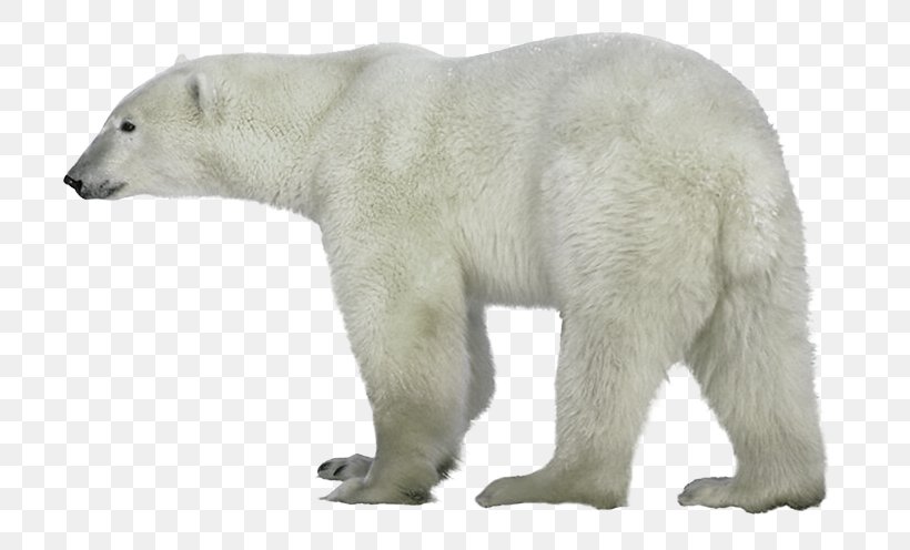 Polar Bear, Polar Bear, What Do You Hear? Cat Clip Art, PNG, 768x496px, Polar Bear, Alaska Peninsula Brown Bear, Animal, Animal Figure, Bear Download Free