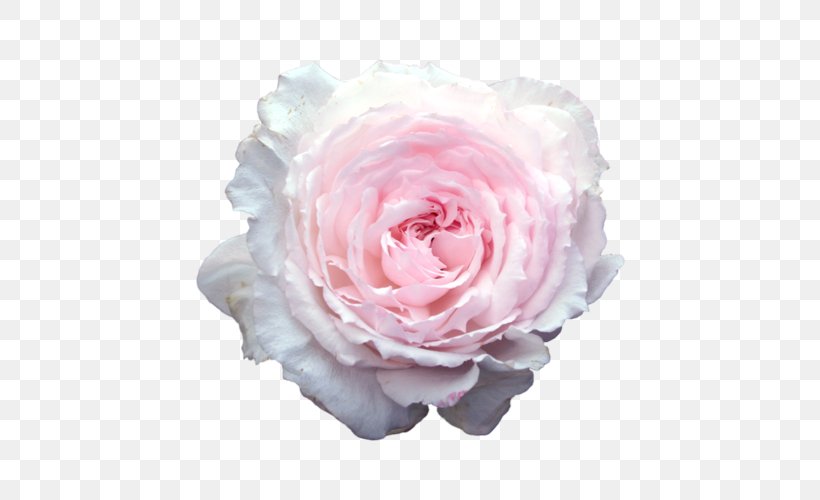 Sticker Rose Paper Clip Art, PNG, 500x500px, Sticker, Artificial Flower, Cut Flowers, Floribunda, Flower Download Free