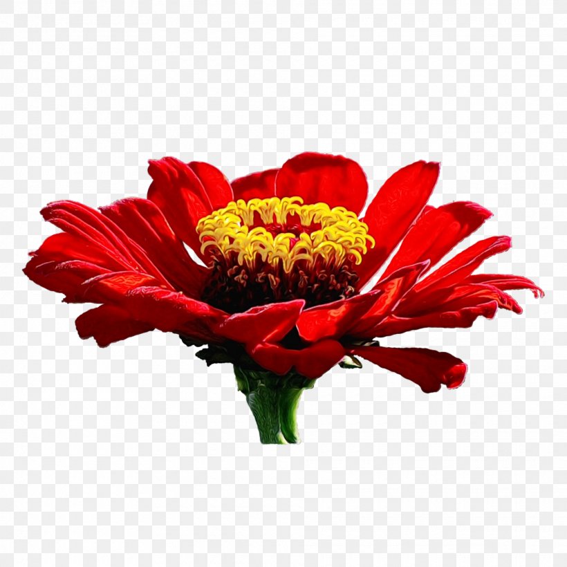 Transvaal Daisy Cut Flowers Clip Art Zinnia, PNG, 1920x1920px, Transvaal Daisy, Barberton Daisy, Chrysanthemum, Chrysanths, Common Zinnia Download Free
