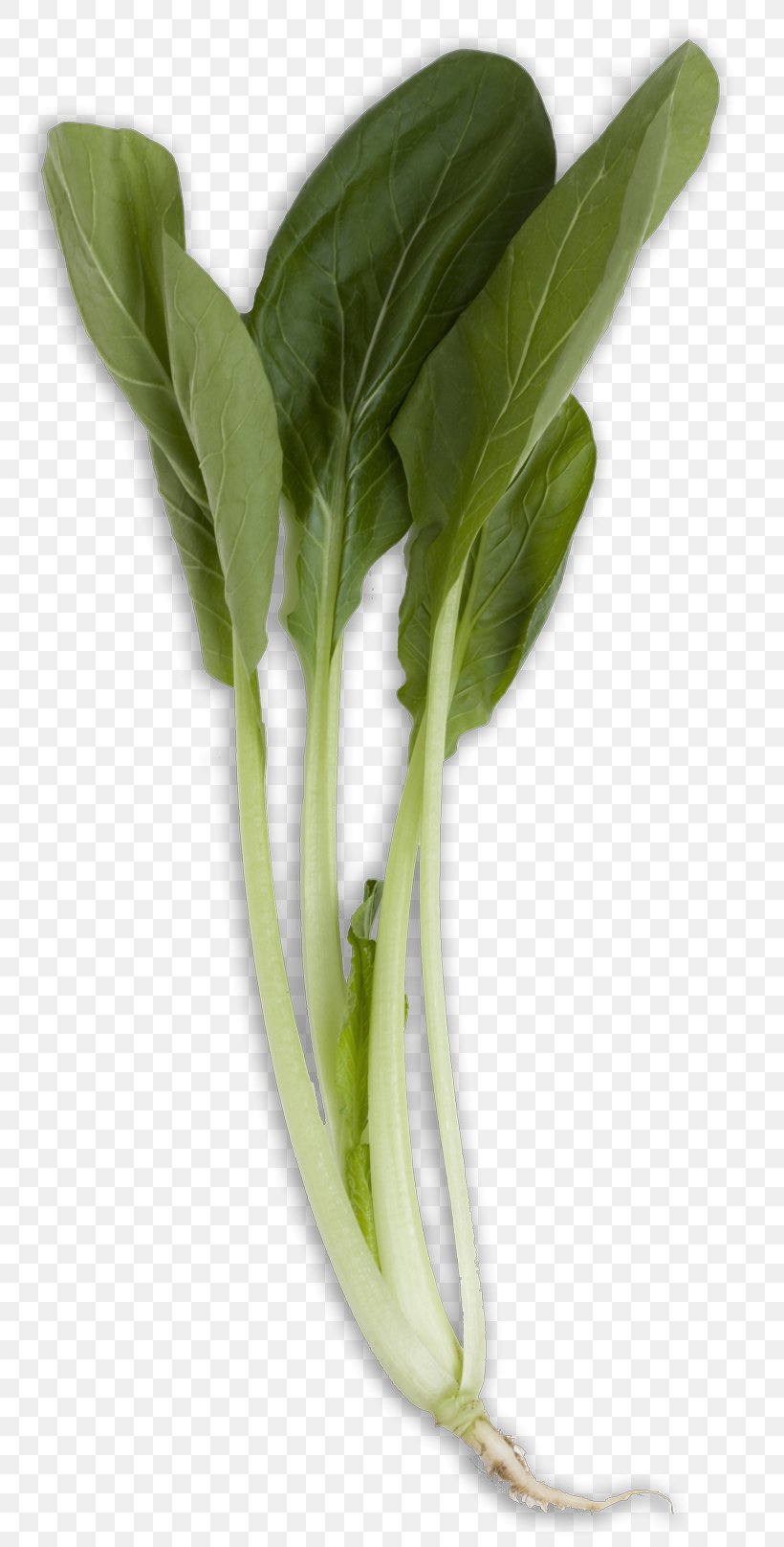 Chard Choy Sum Napa Cabbage Vegetable, PNG, 800x1616px, Chard, Basil, Bok Choy, Chinese Cabbage, Choy Sum Download Free