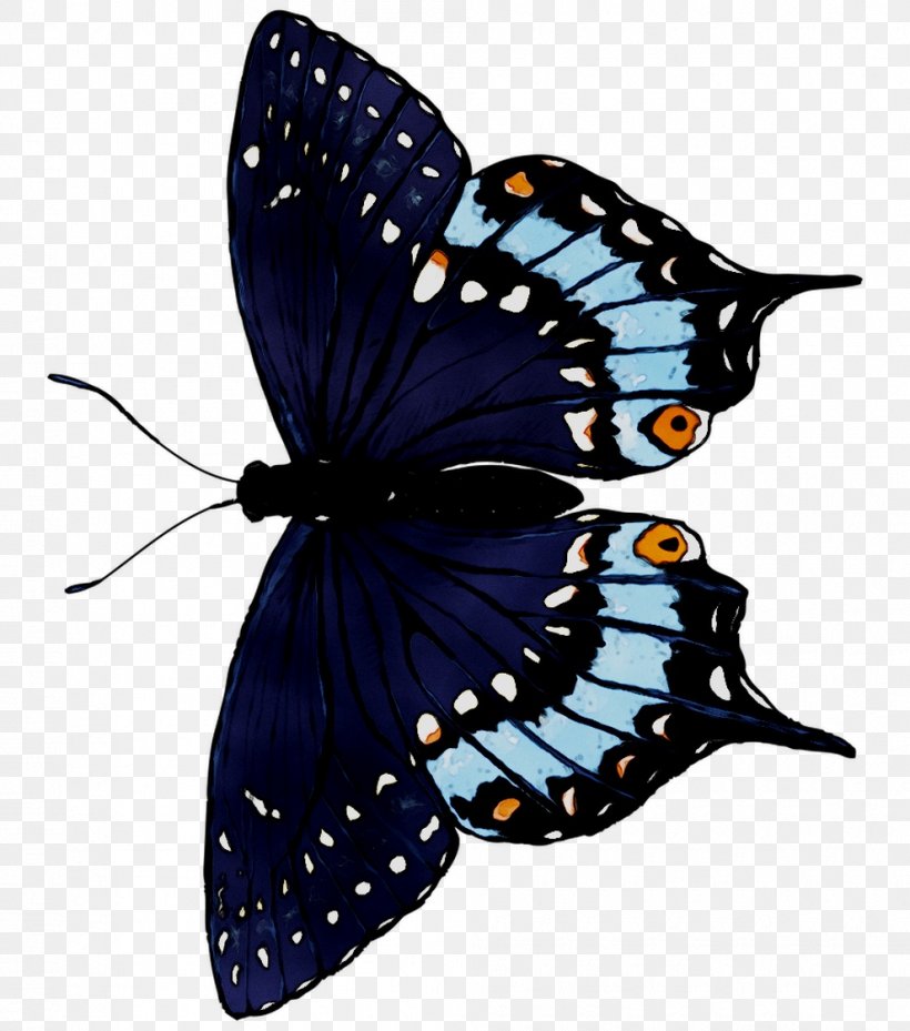 Monarch Butterfly Brush-footed Butterflies Moth Cobalt Blue, PNG, 990x1122px, Monarch Butterfly, Apatura, Arthropod, Black Swallowtail, Blue Download Free