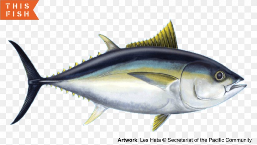 Mackerel Sardine Bigeye Tuna Yellowfin Tuna Skipjack Tuna, PNG, 1000x565px, Mackerel, Albacore, Bigeye Tuna, Bonito, Bony Fish Download Free